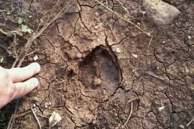 Bari, orme di cinghiale alle porte del San Paolo: �Arrivano dalla Murgia�  